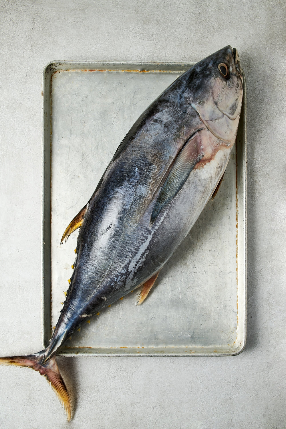 El atún aleta amarilla (Thunnus albacares) es una especie pelágica altamente migratoria que habita en aguas tropicales y subtropicales de todo el mundo. Su cuerpo hidrodinámico, diseñado para la velocidad y la resistencia, le permite recorrer grandes distancias en mar abierto formando cardúmenes dinámicos.