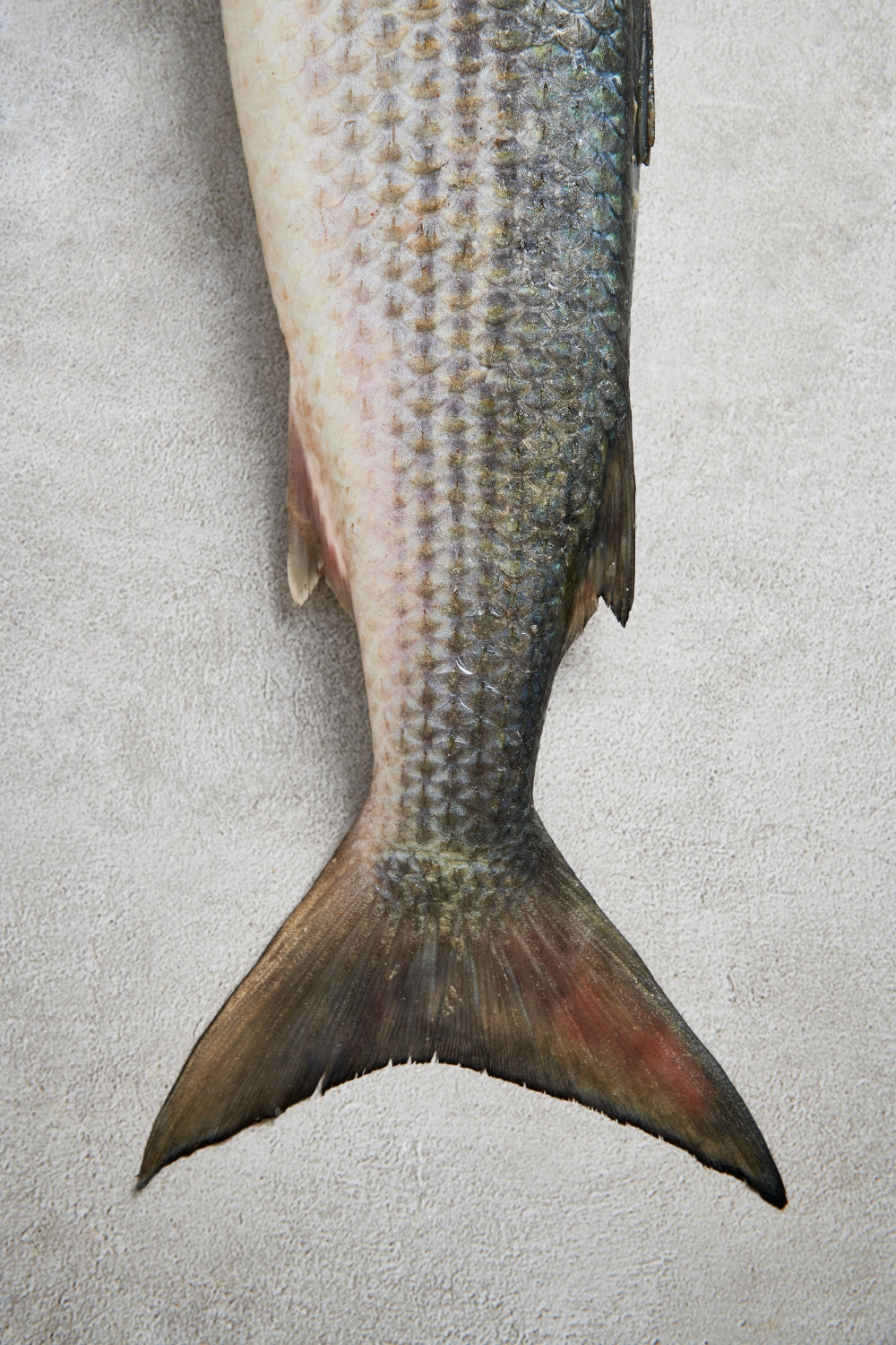La lisa (Mugil cephalus) es una especie cosmopolita que habita en costas, estuarios y tramos bajos de ríos, destacando por su extraordinaria capacidad de adaptación a distintos niveles de salinidad. Su cuerpo alargado, con dorso gris oliváceo y flancos plateados, es común en aguas someras donde forma bancos sobre fondos arenosos y fangosos.