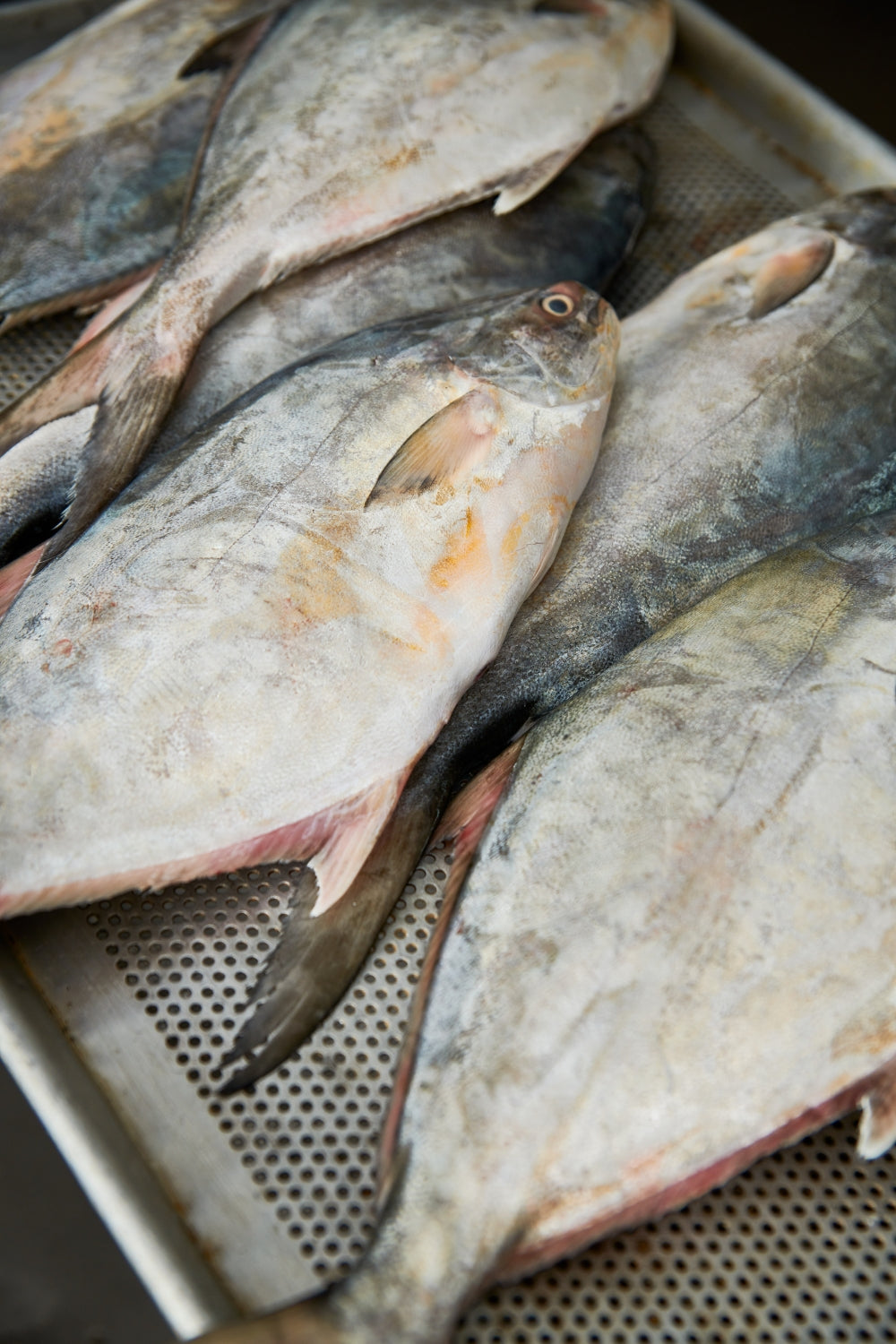 El pampanito, también conocido como pámpano, agrupa a varias especies del género Trachinotus, peces pelágicos costeros reconocidos por su elegante silueta comprimida y su nado ágil en aguas cálidas y tropicales.