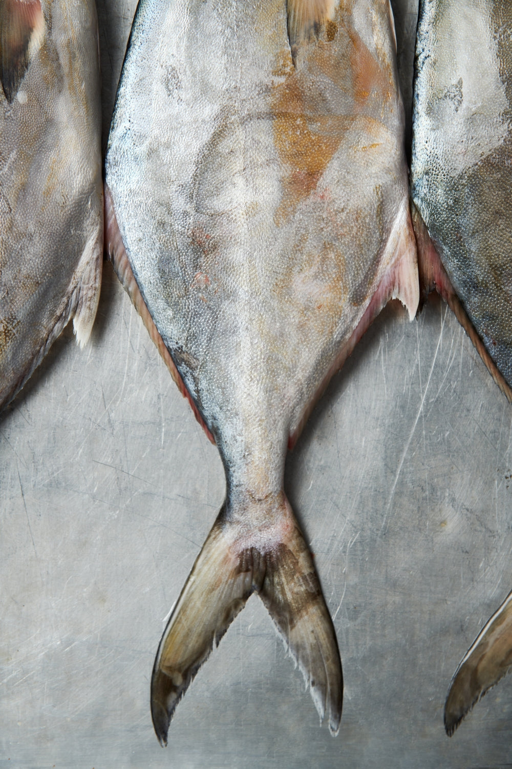 El pampanito, también conocido como pámpano, agrupa a varias especies del género Trachinotus, peces pelágicos costeros reconocidos por su elegante silueta comprimida y su nado ágil en aguas cálidas y tropicales.