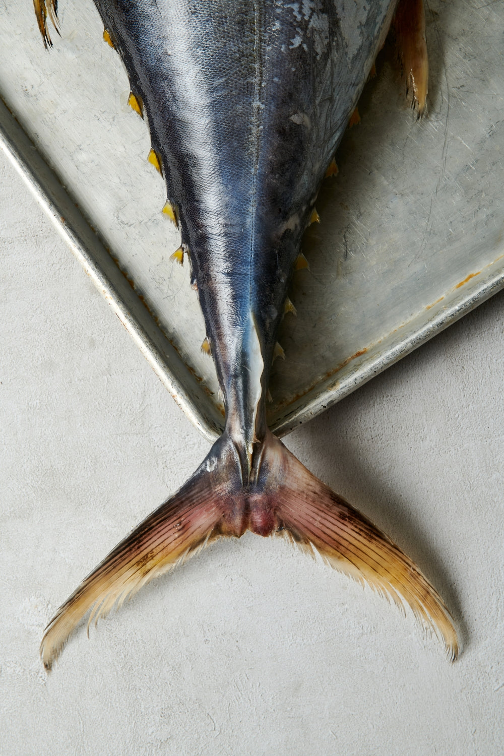 El atún aleta amarilla (Thunnus albacares) es una especie pelágica altamente migratoria que habita en aguas tropicales y subtropicales de todo el mundo. Su cuerpo hidrodinámico, diseñado para la velocidad y la resistencia, le permite recorrer grandes distancias en mar abierto formando cardúmenes dinámicos.