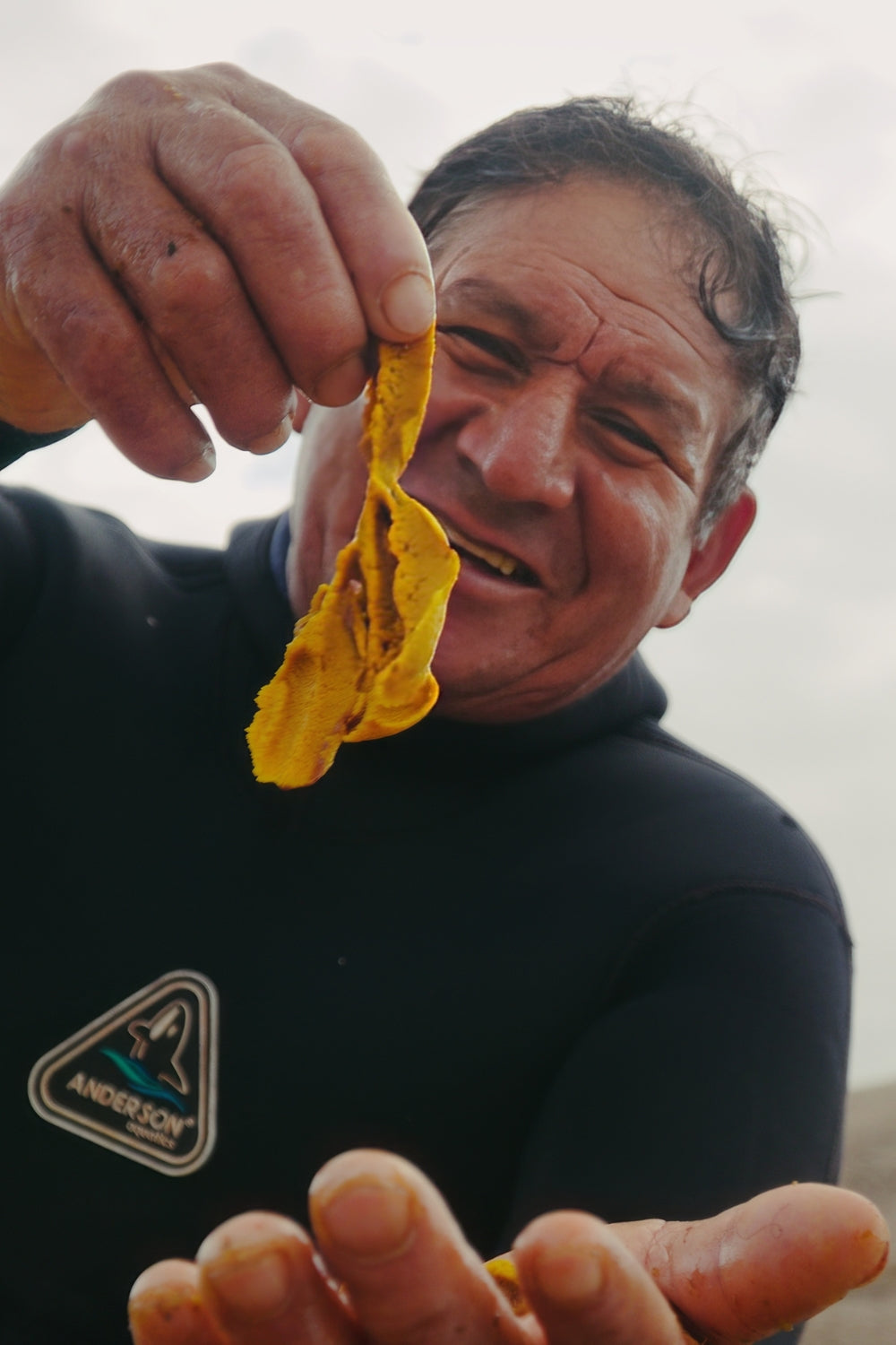 Erizo rojo