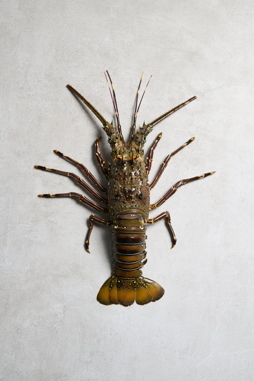 Langosta entera
