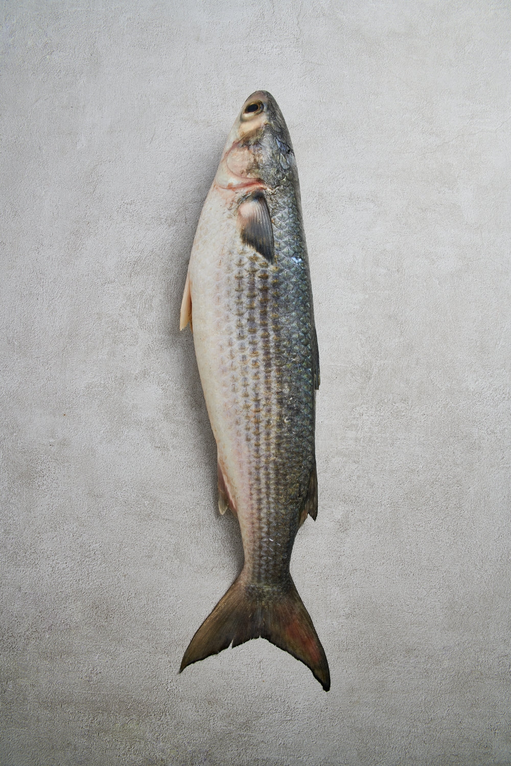 La lisa (Mugil cephalus) es una especie cosmopolita que habita en costas, estuarios y tramos bajos de ríos, destacando por su extraordinaria capacidad de adaptación a distintos niveles de salinidad. Su cuerpo alargado, con dorso gris oliváceo y flancos plateados, es común en aguas someras donde forma bancos sobre fondos arenosos y fangosos.