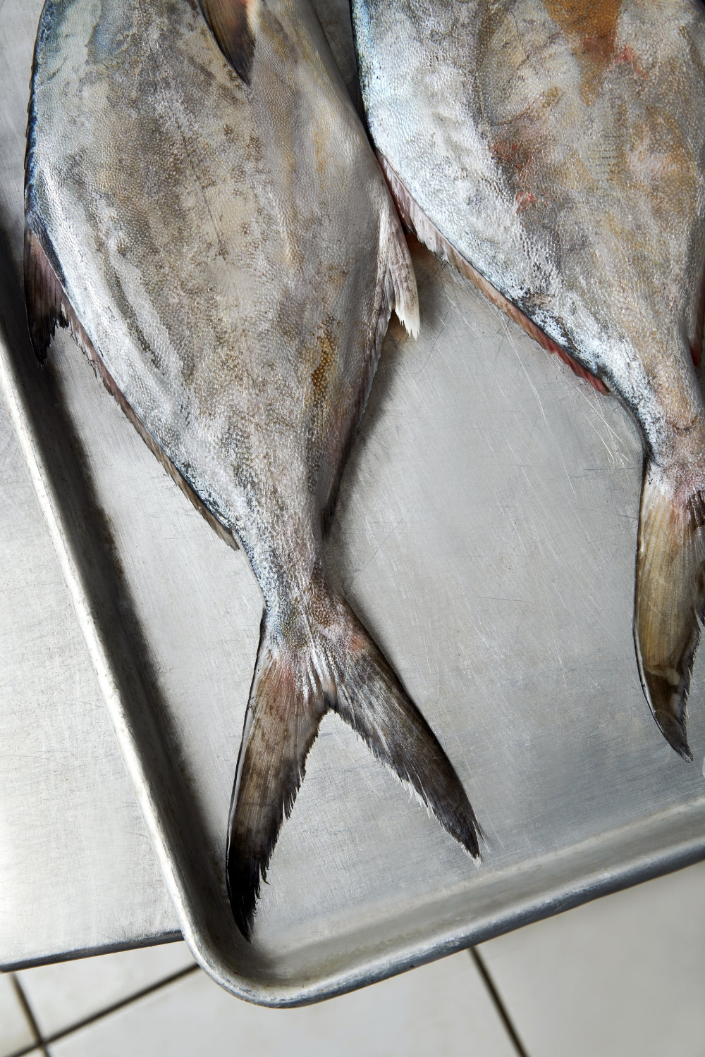 El pampanito, también conocido como pámpano, agrupa a varias especies del género Trachinotus, peces pelágicos costeros reconocidos por su elegante silueta comprimida y su nado ágil en aguas cálidas y tropicales.