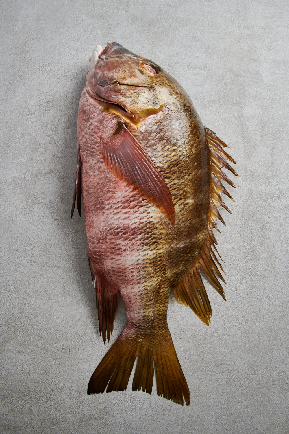  El páramo (Lutjanus guttatus) es una especie costera de gran importancia en ecosistemas tropicales del Pacífico oriental. Pertenece a la familia de los pargos y se distingue por su cuerpo robusto, coloración rosada con pequeños puntos oscuros y una presencia elegante que lo convierte en un pez fácilmente reconocible.
