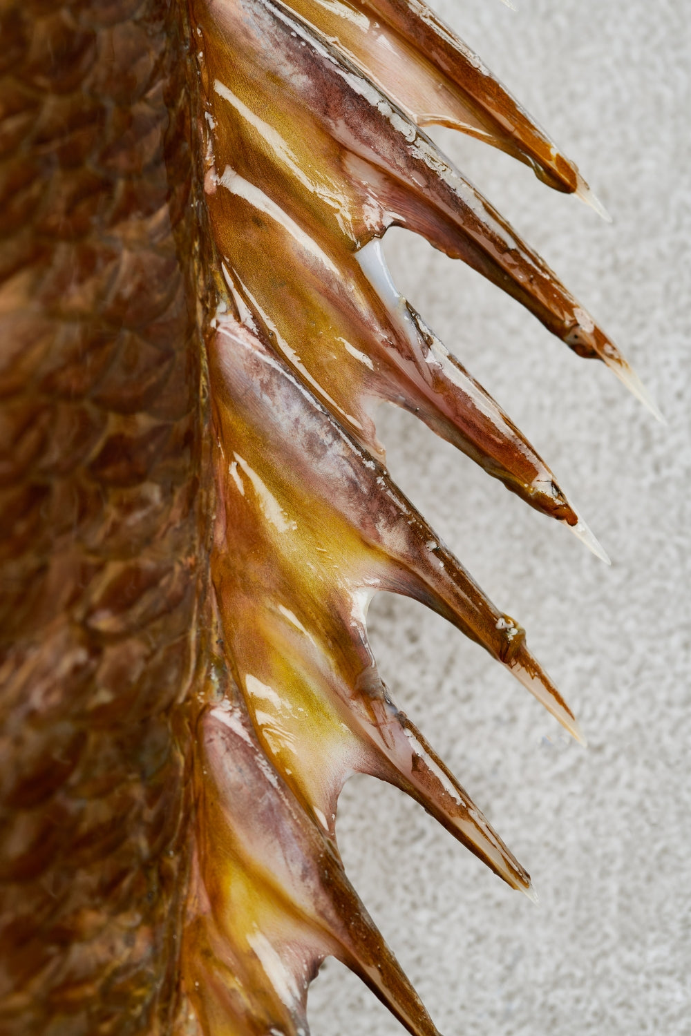 El páramo (Lutjanus guttatus) es una especie costera de gran importancia en ecosistemas tropicales del Pacífico oriental. Pertenece a la familia de los pargos y se distingue por su cuerpo robusto, coloración rosada con pequeños puntos oscuros y una presencia elegante que lo convierte en un pez fácilmente reconocible.