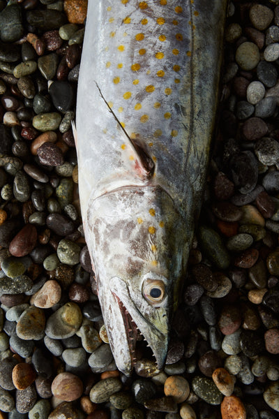 La Rosa Nautica | A culinary experience over the sea